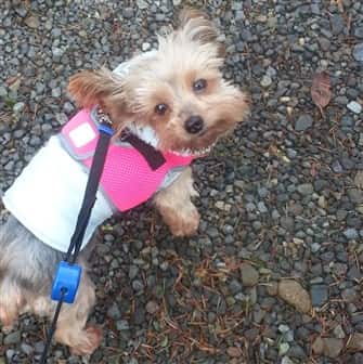 adopted-yorkie-being-walked